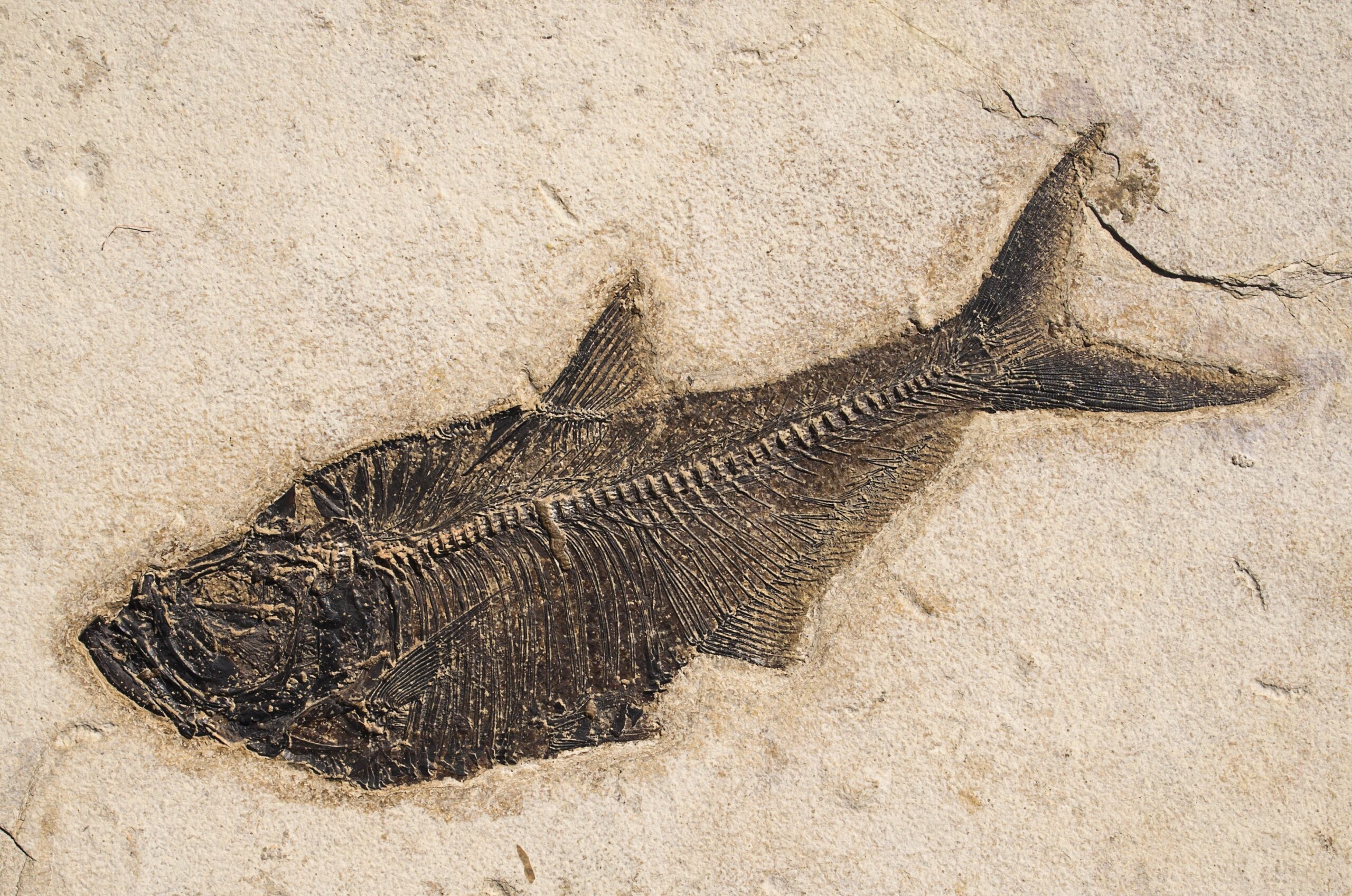 What Types of Fossils You're Most Likely to Find (image credits: wikimedia)