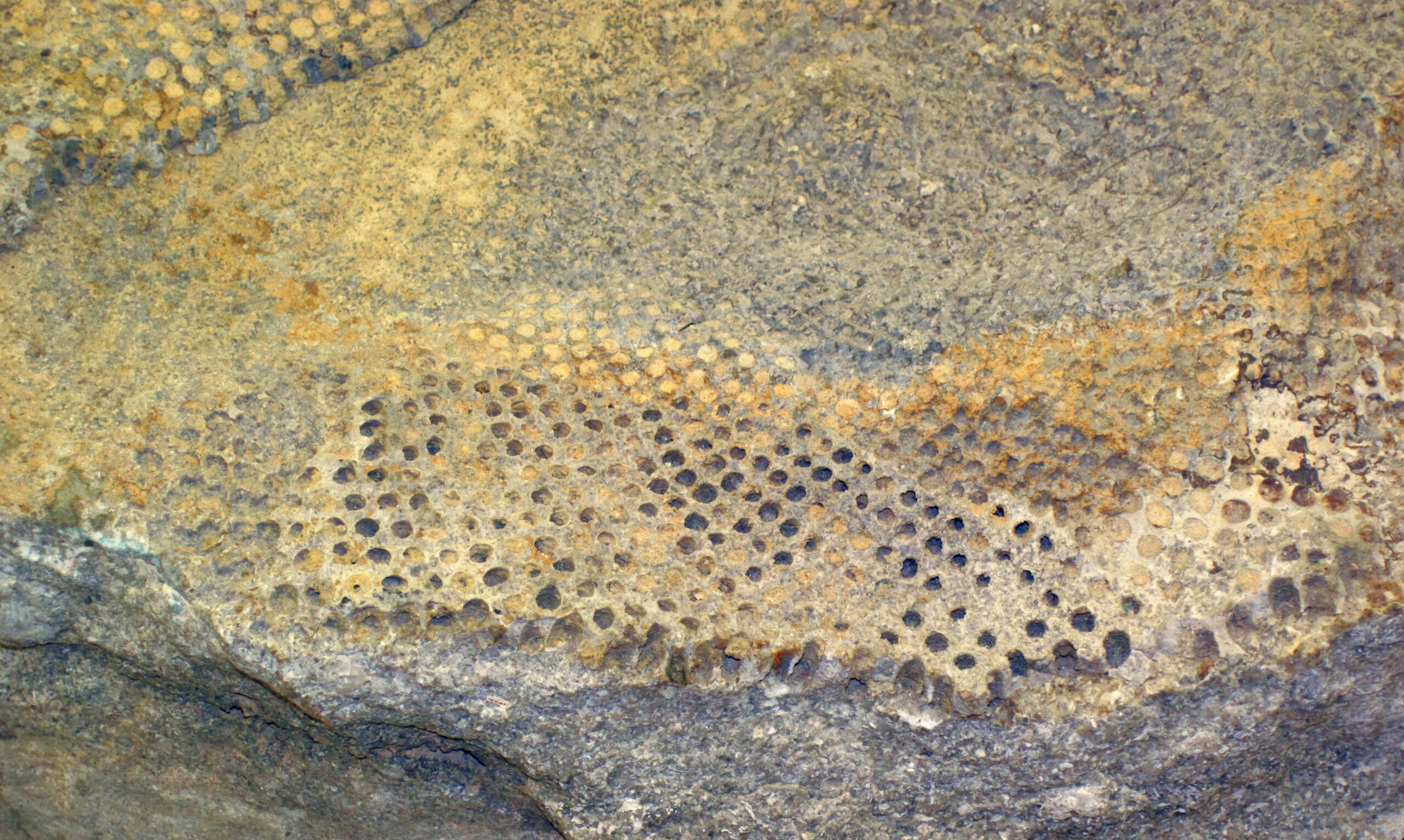 The Most Famous Creek Bed Fossil Discoveries (image credits: wikimedia)