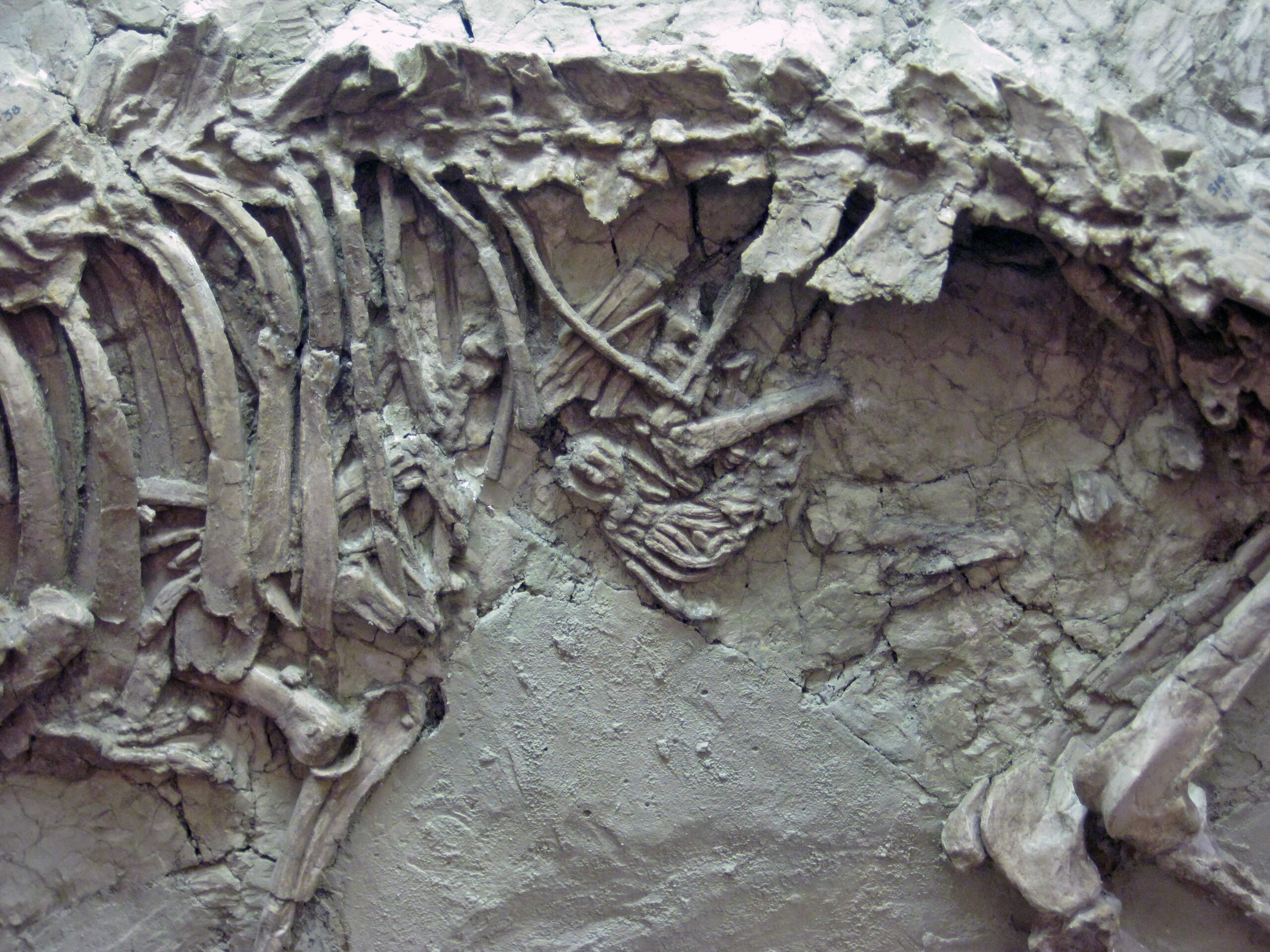 The Future of Creek Bed Fossil Hunting (image credits: wikimedia)