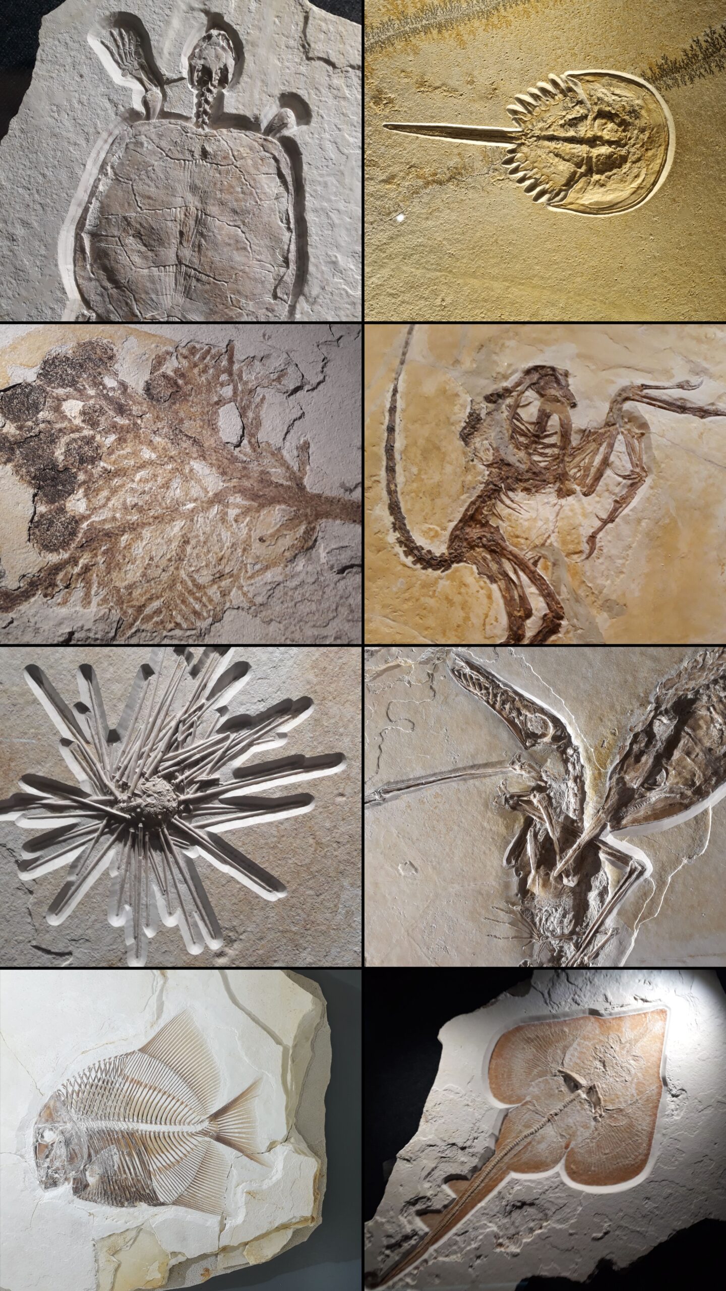 The Incredible Odds Against Fossilization (image credits: wikimedia)