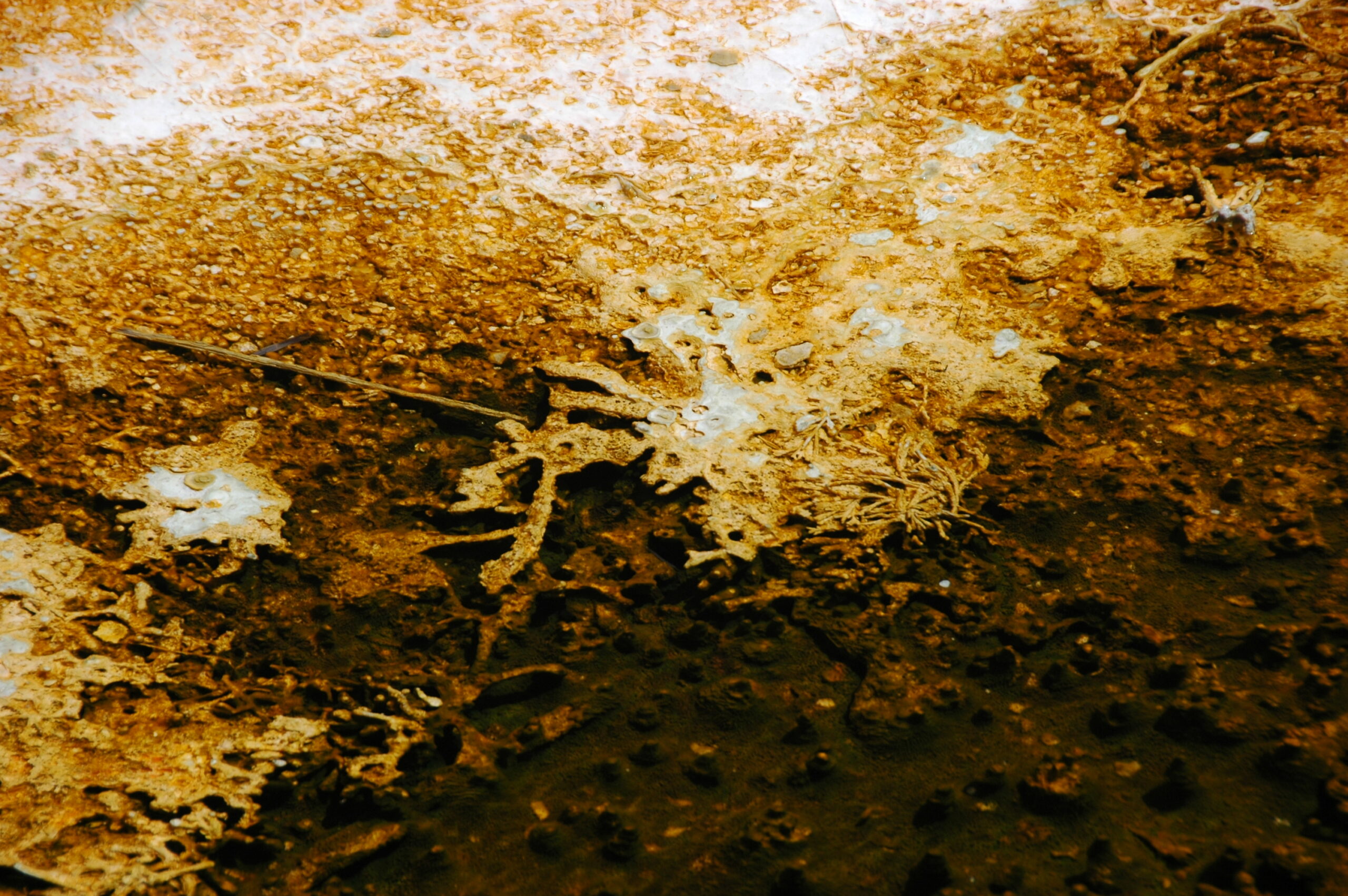 Microbial Mats: Unexpected Preservation Helpers (image credits: wikimedia)