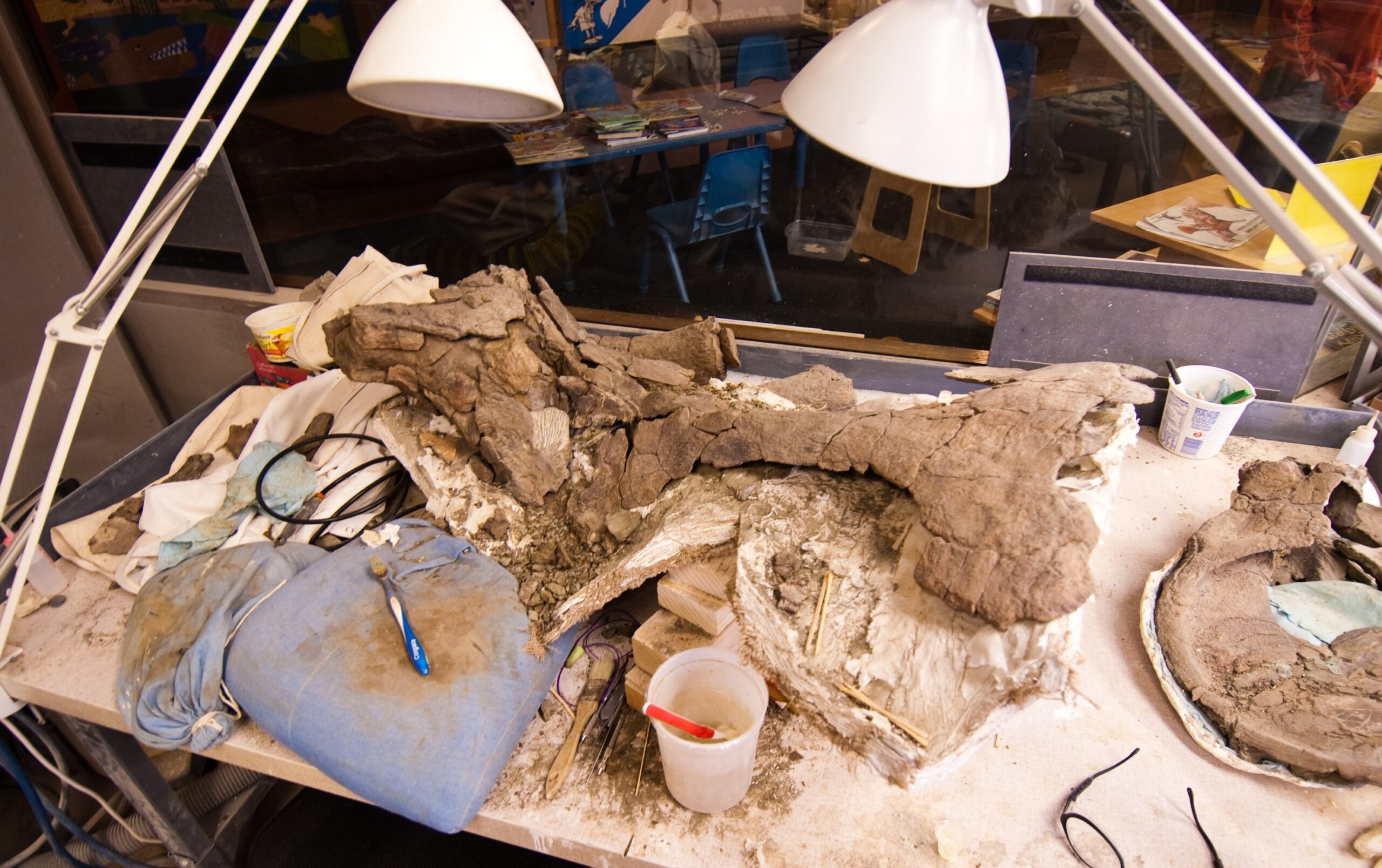 The Art of Fossil Preparation: Turning Stone into Stories (image credits: wikimedia)