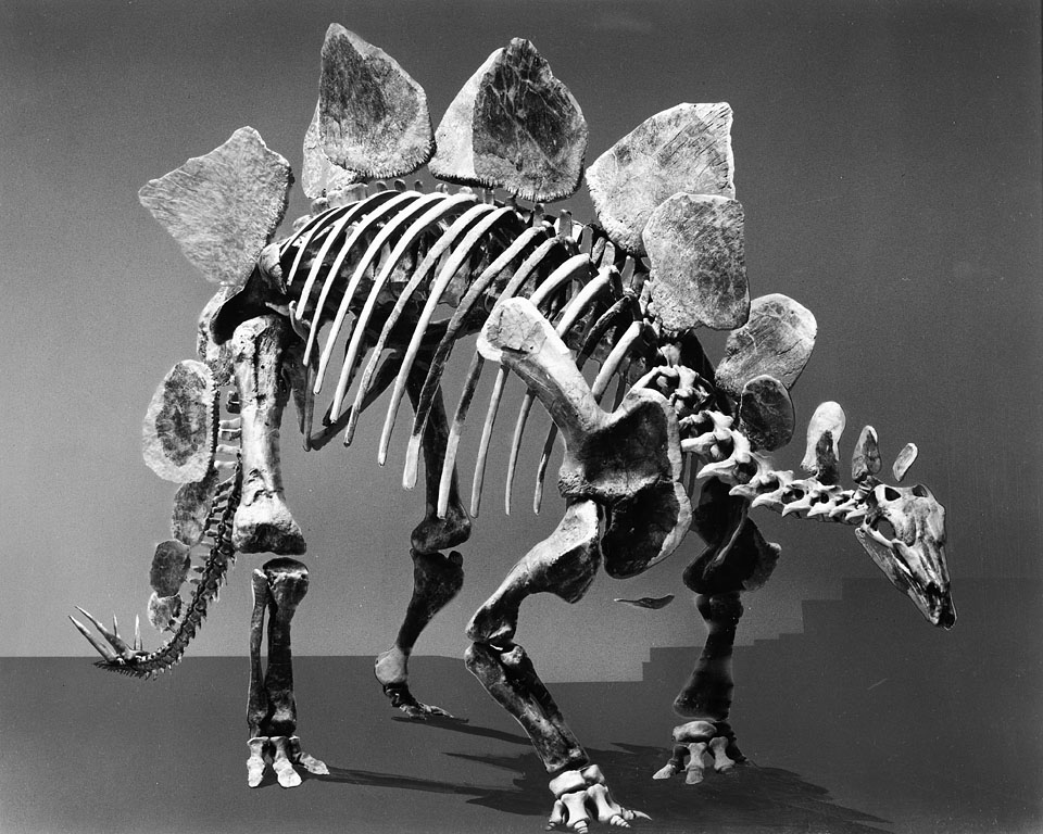 The Dollo Collection: A Paleontologist's Paradise (image credits: wikimedia)