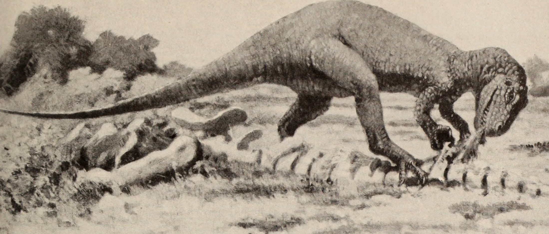 The Controversial Case of Dinosaur Cannibalism (image credits: wikimedia)