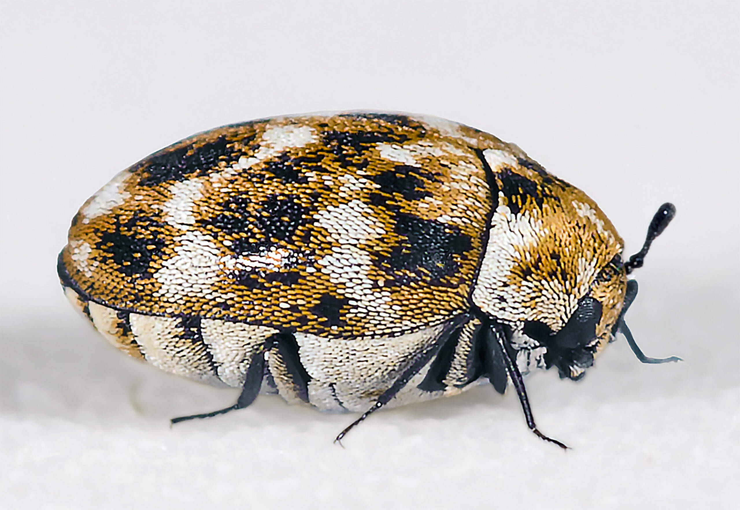 Insect Armies and Their Microscopic Signatures (image credits: wikimedia)