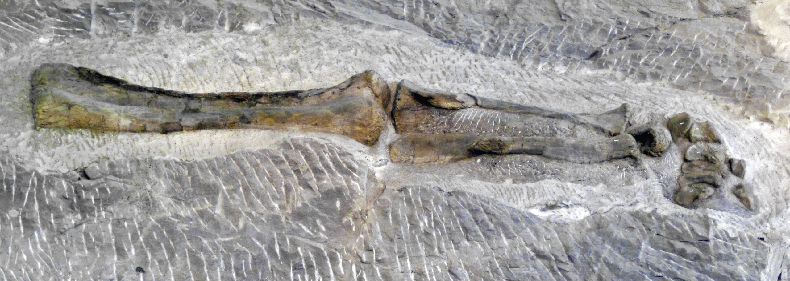 Preservation Bias and Missing Evidence (image credits: wikimedia)