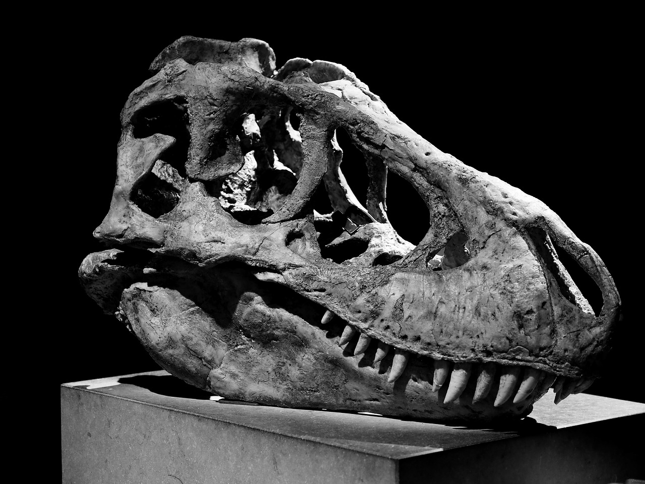 Future Discoveries and Unanswered Questions (image credits: pixabay)