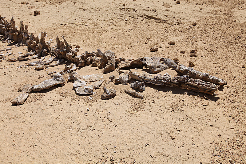 Whale Fossils in the Sahara Desert (image credits: wikimedia)