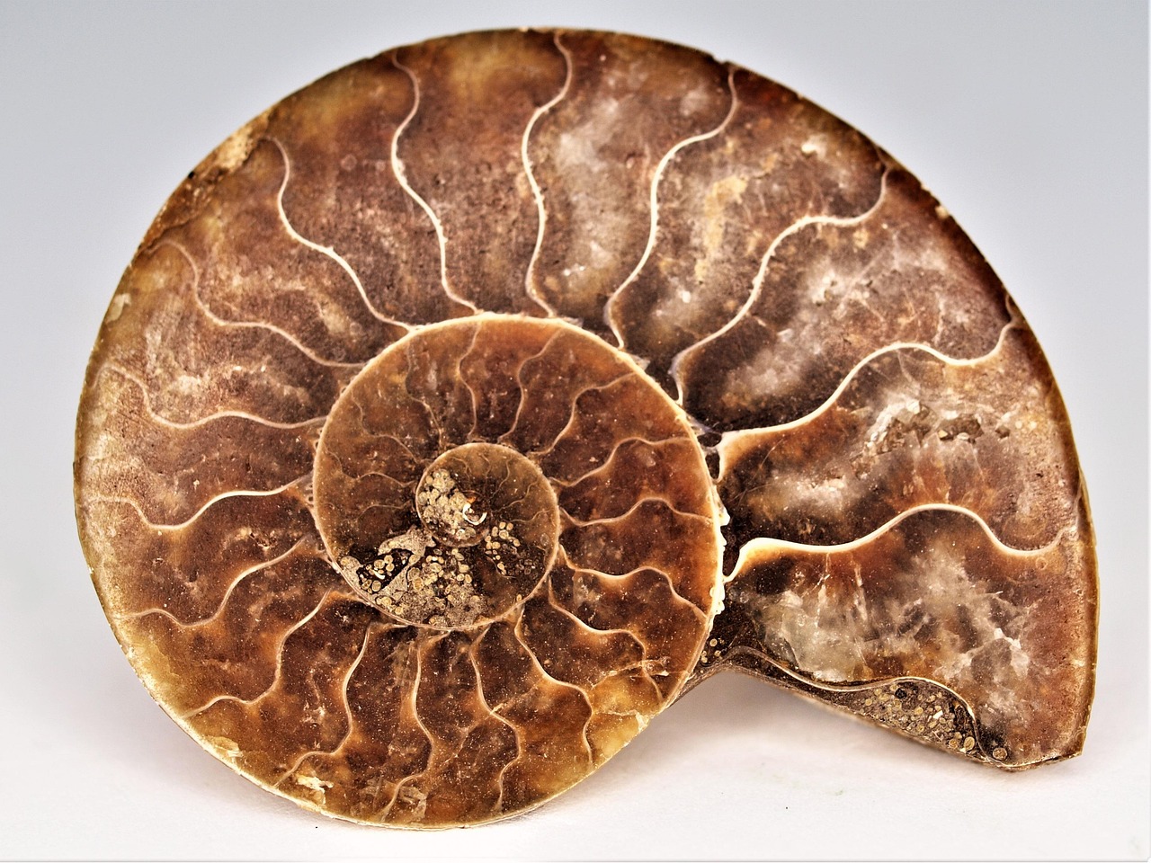 Giant Ammonites in the Swiss Alps (image credits: pixabay)