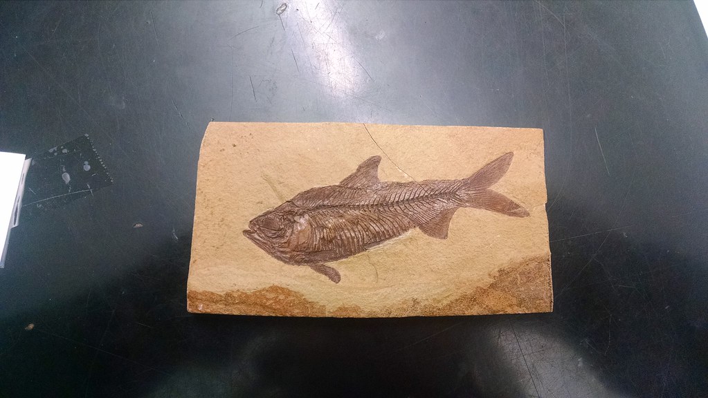 Fish Fossils in the Andes Mountains (image credits: flickr)