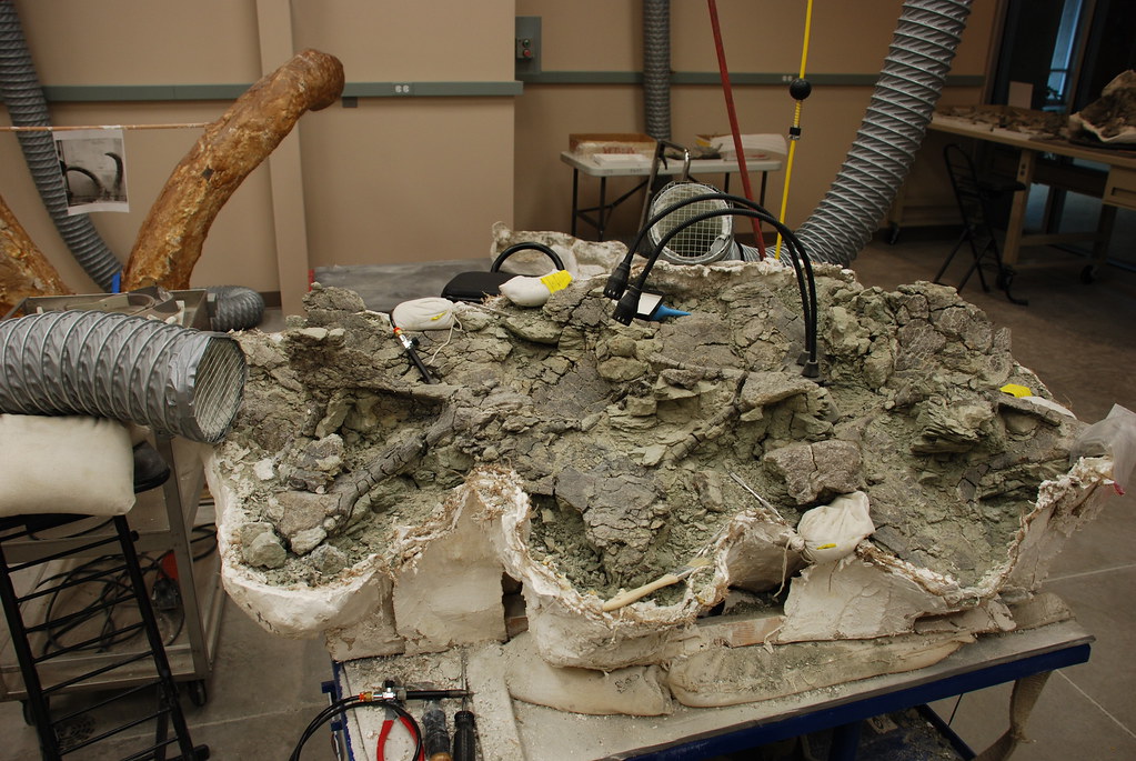 The Birth of a Paleontological Paradise (image credits: flickr)