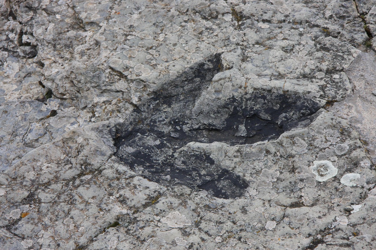 Environmental Clues and Ancient Climates (image credits: pixabay)