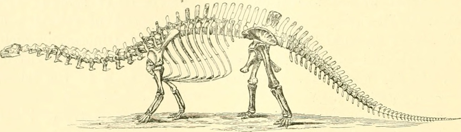 The Incredible Shrinking Dinosaur (image credits: wikimedia)