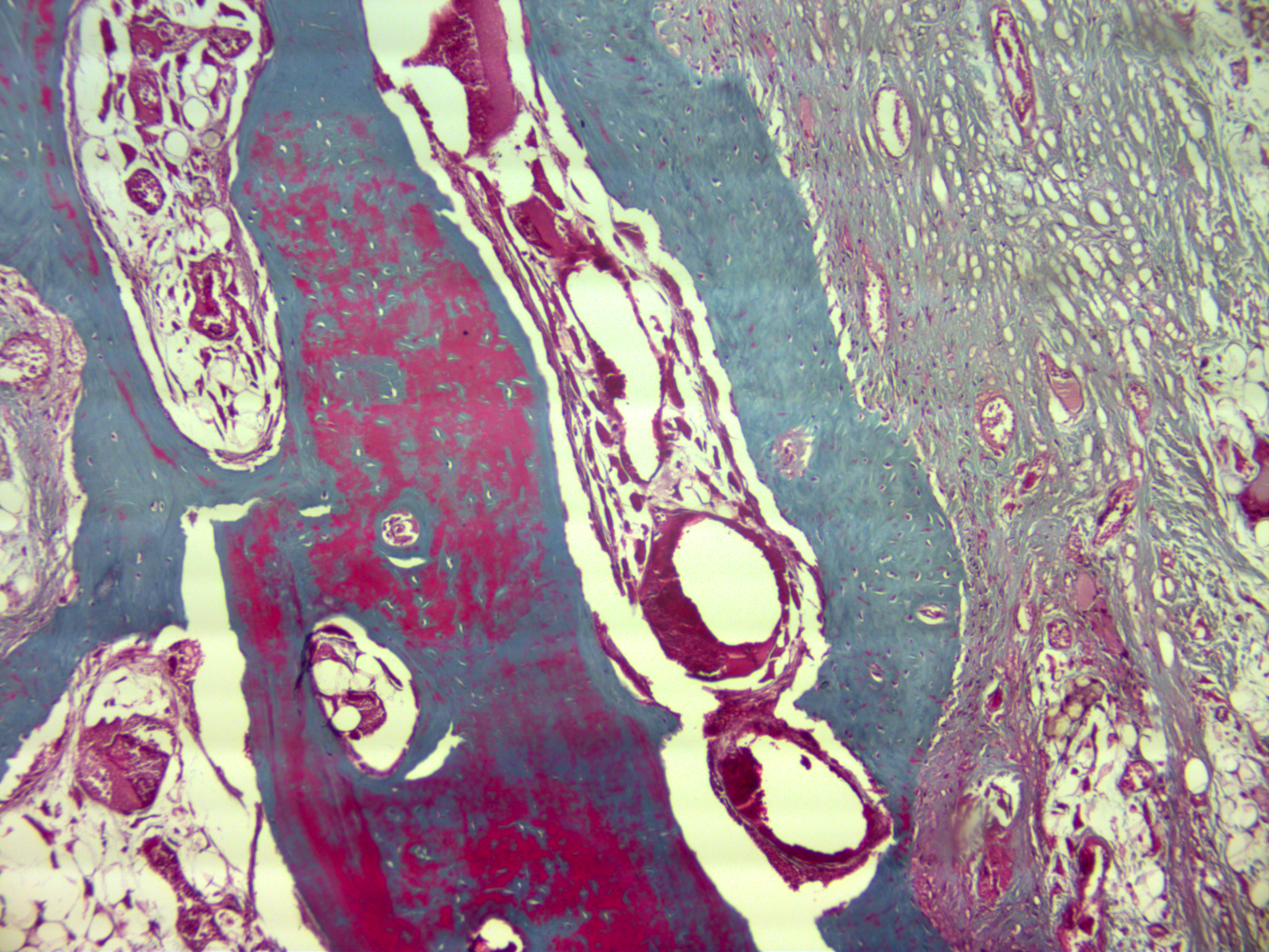 Color-Changing Chameleon Bones (image credits: wikimedia)