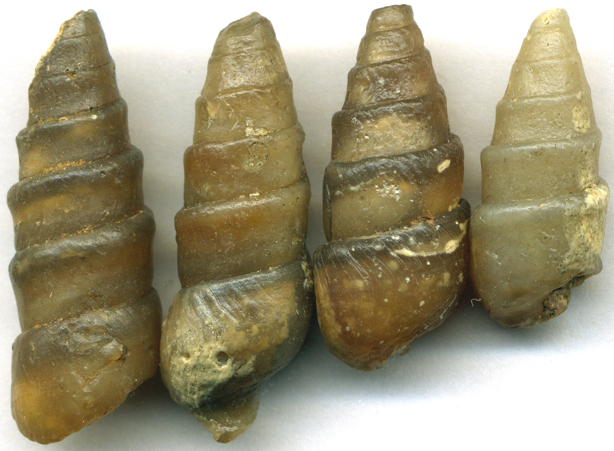 Bones That Become Windows (image credits: wikimedia)