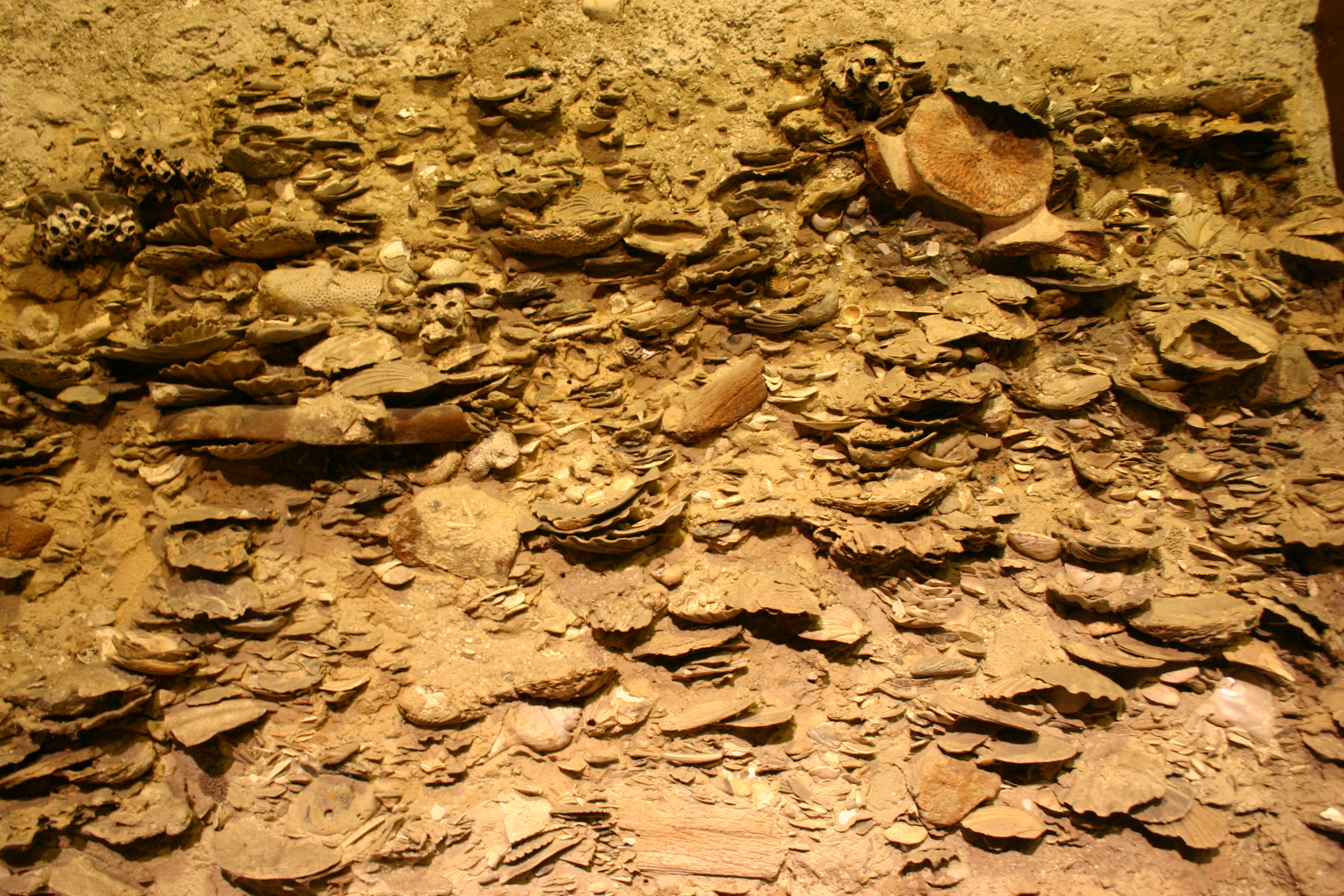 The Fossil Sandwich (image credits: wikimedia)