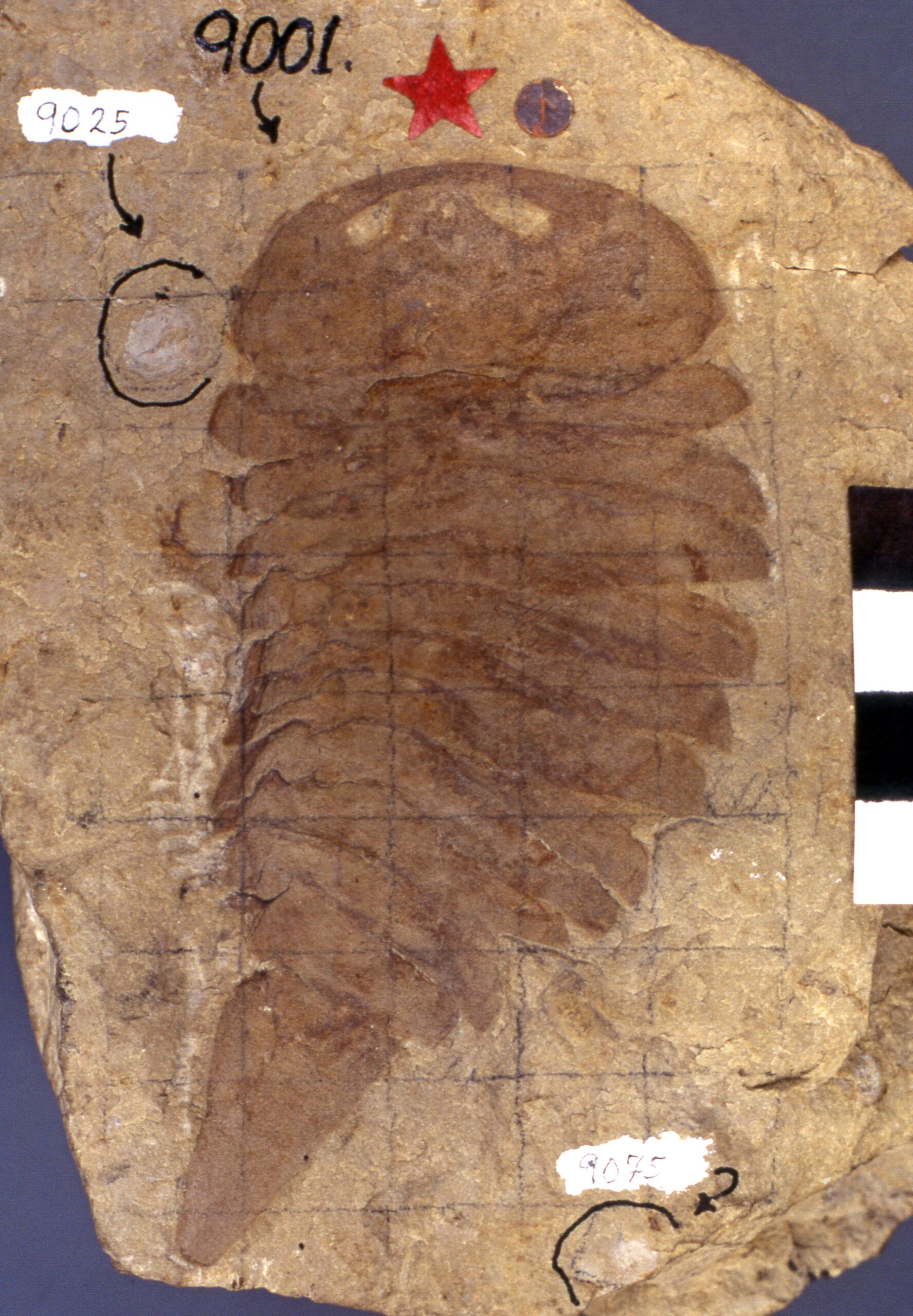 When Experts Couldn't Agree on Basic Anatomy (image credits: wikimedia)