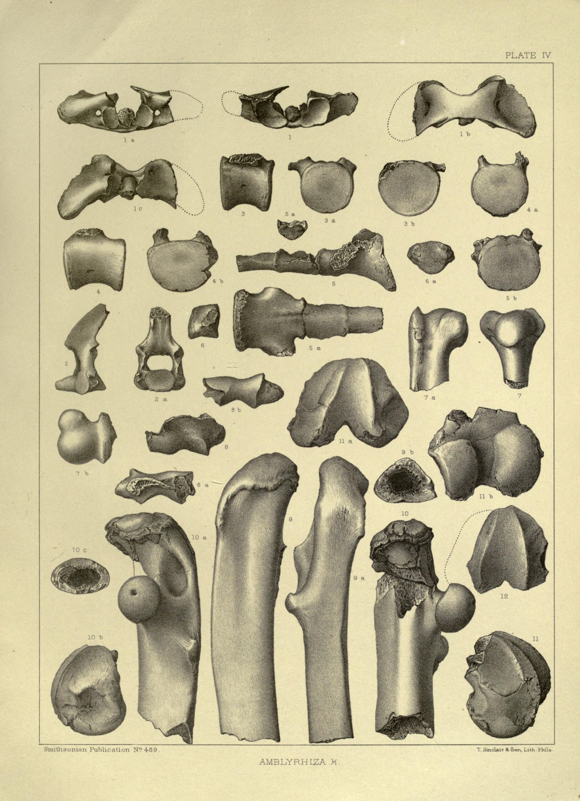 The Great Bone Wars Begin (image credits: wikimedia)