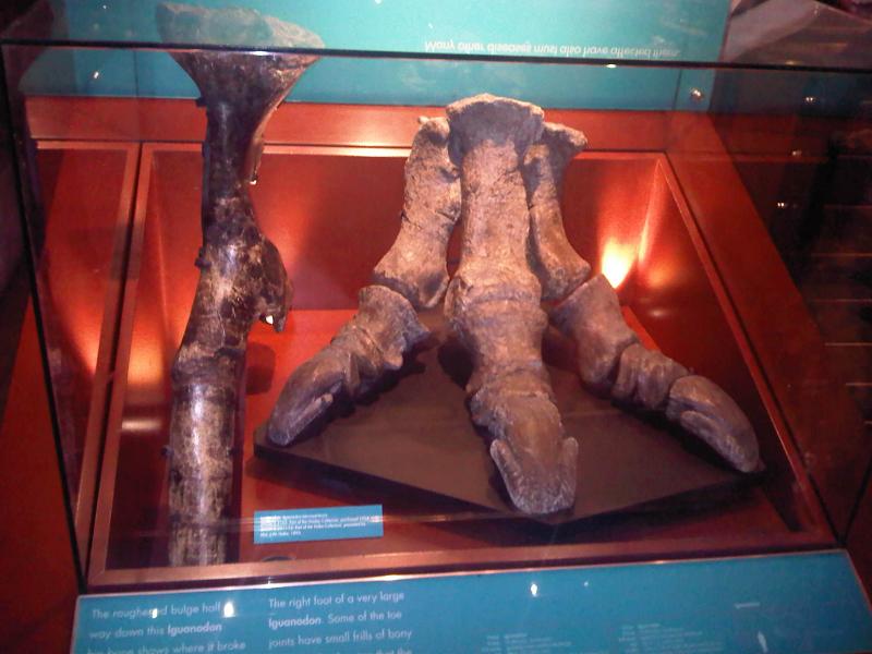 The Mystery of the Backwards Thumb (image credits: wikimedia)