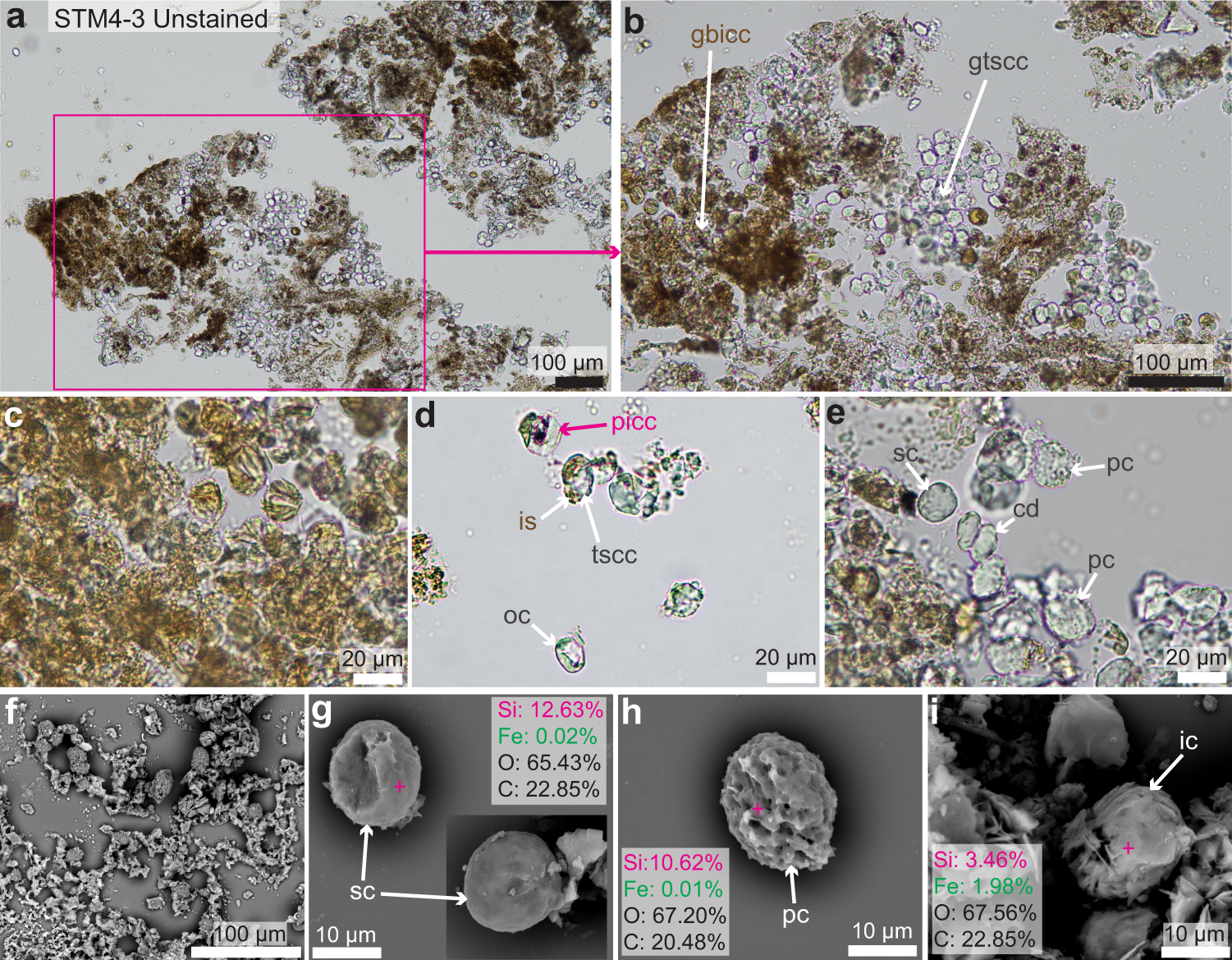 Preserved Cellular Structures Reveal Ancient Life (image credits: wikimedia)
