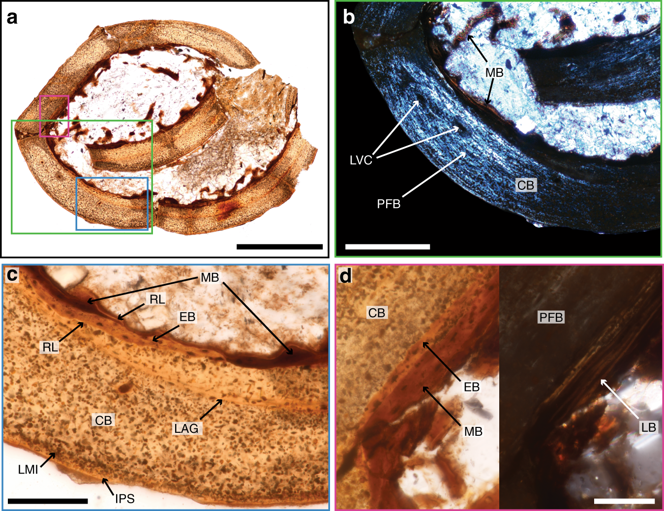 Growth Rings Tell Stories of Seasonal Survival (image credits: wikimedia)
