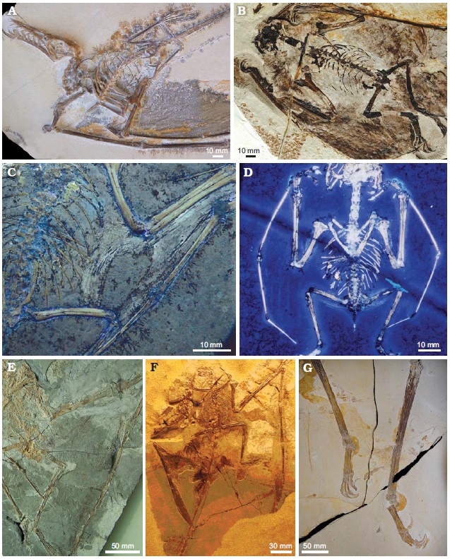 Preserved Soft Tissue Impressions (image credits: wikimedia)