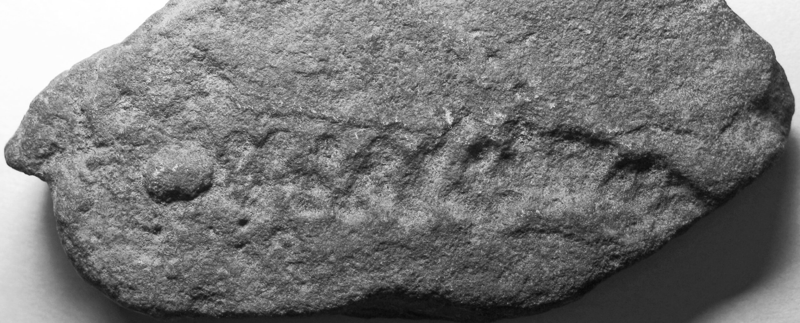 Trace Fossils of Behavior (image credits: wikimedia)