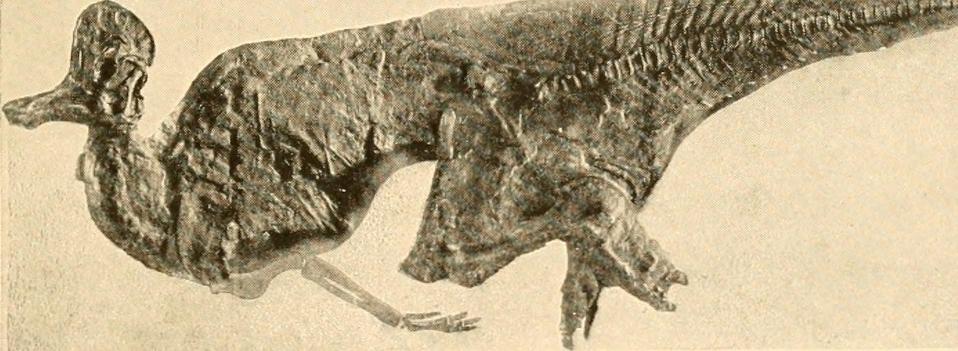 Predator-Prey Relationships Frozen in Time (image credits: wikimedia)