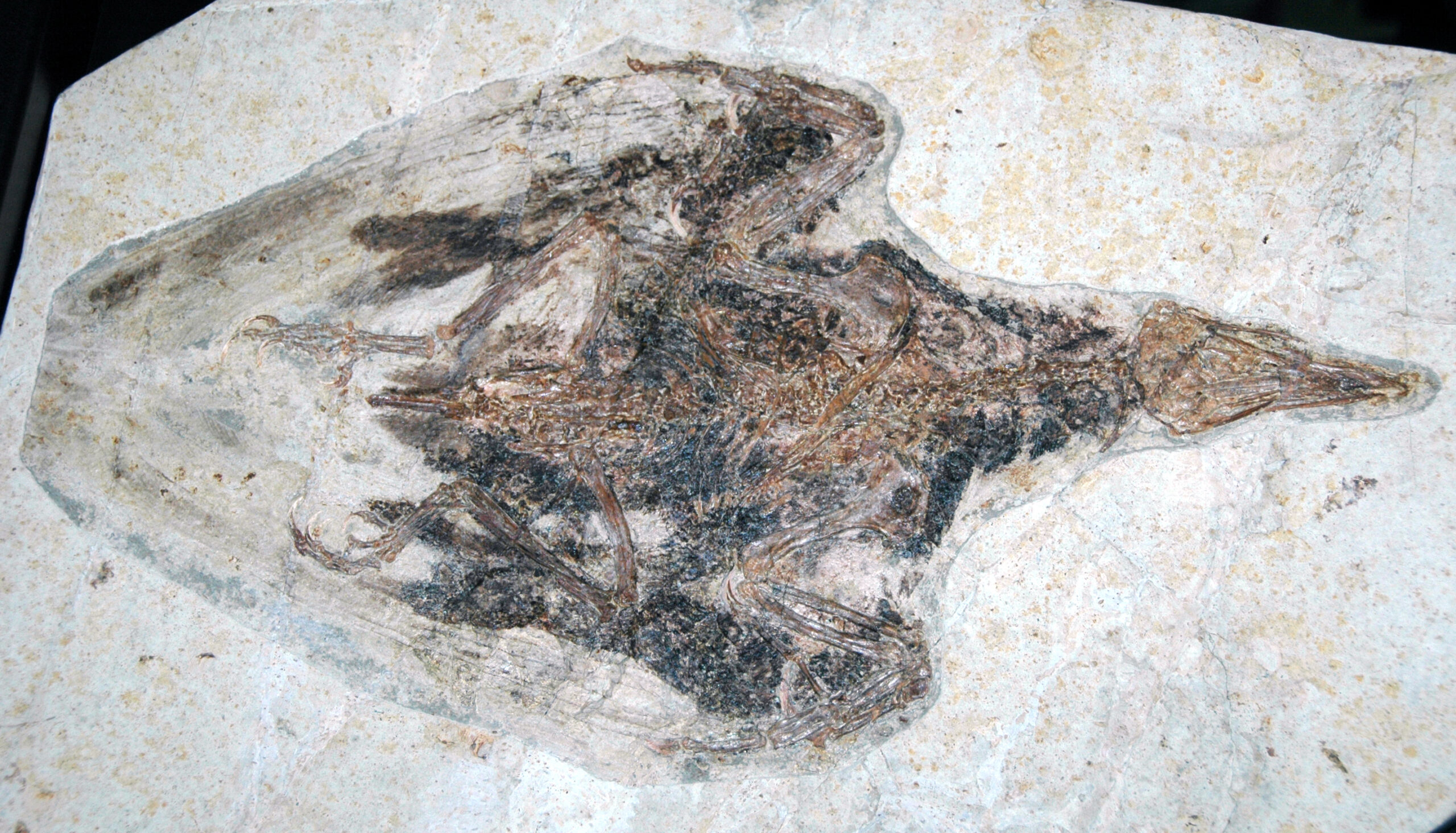 Isotope Ratios Reveal Ancient Diets (image credits: wikimedia)