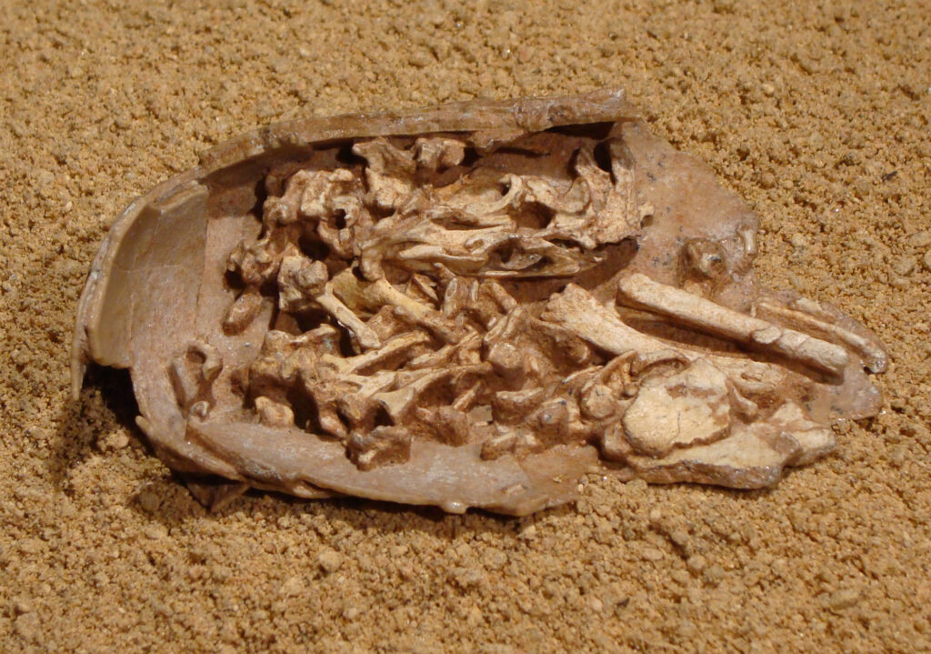 8 Signs That a Fossil Was Once a Living, Breathing Creature