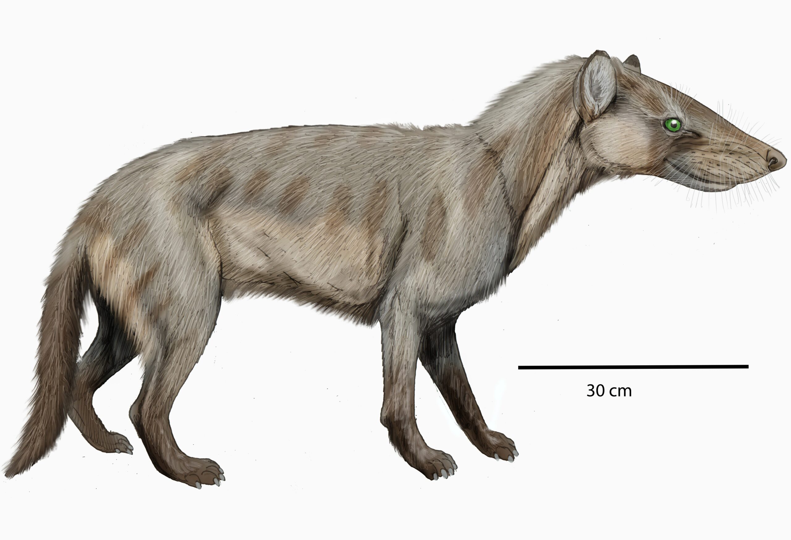 The Mighty Hyaenodon: Terror of the Tertiary (image credits: wikimedia)