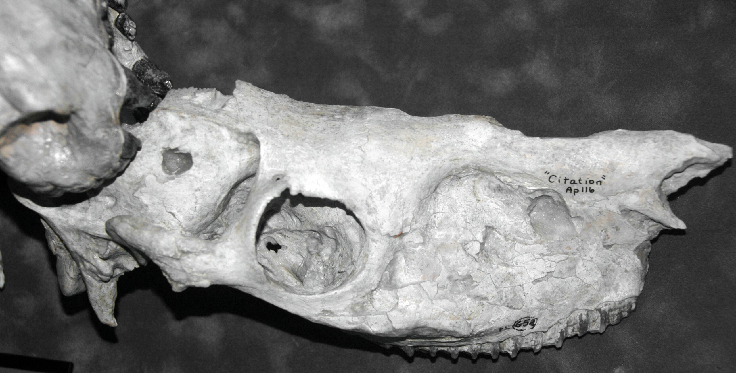 Mapusaurus: The Pack-Hunting Bone-Crusher (image credits: wikimedia)