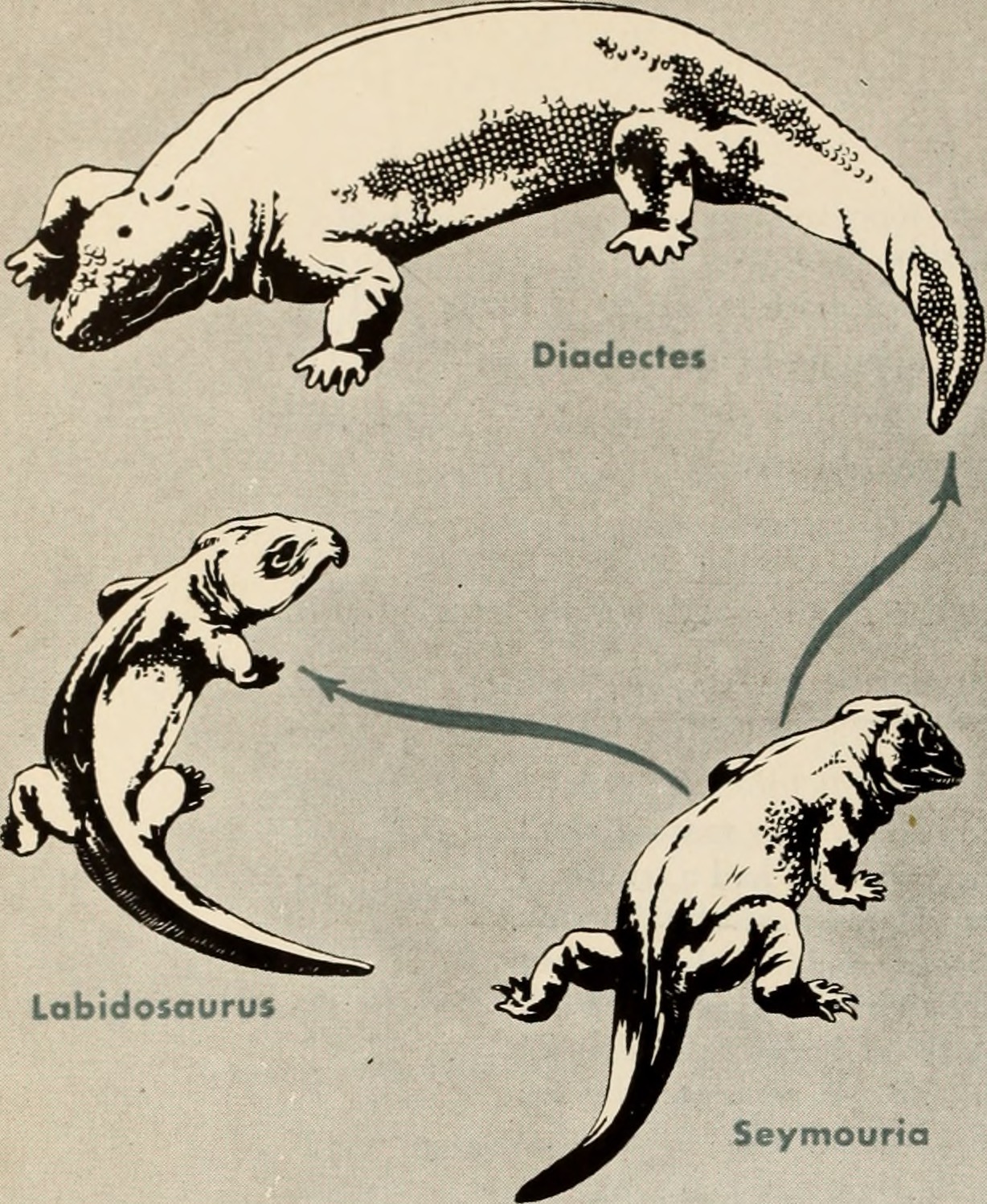 Carcharodontosaurus: The African Shark-Tooth Giant (image credits: wikimedia)