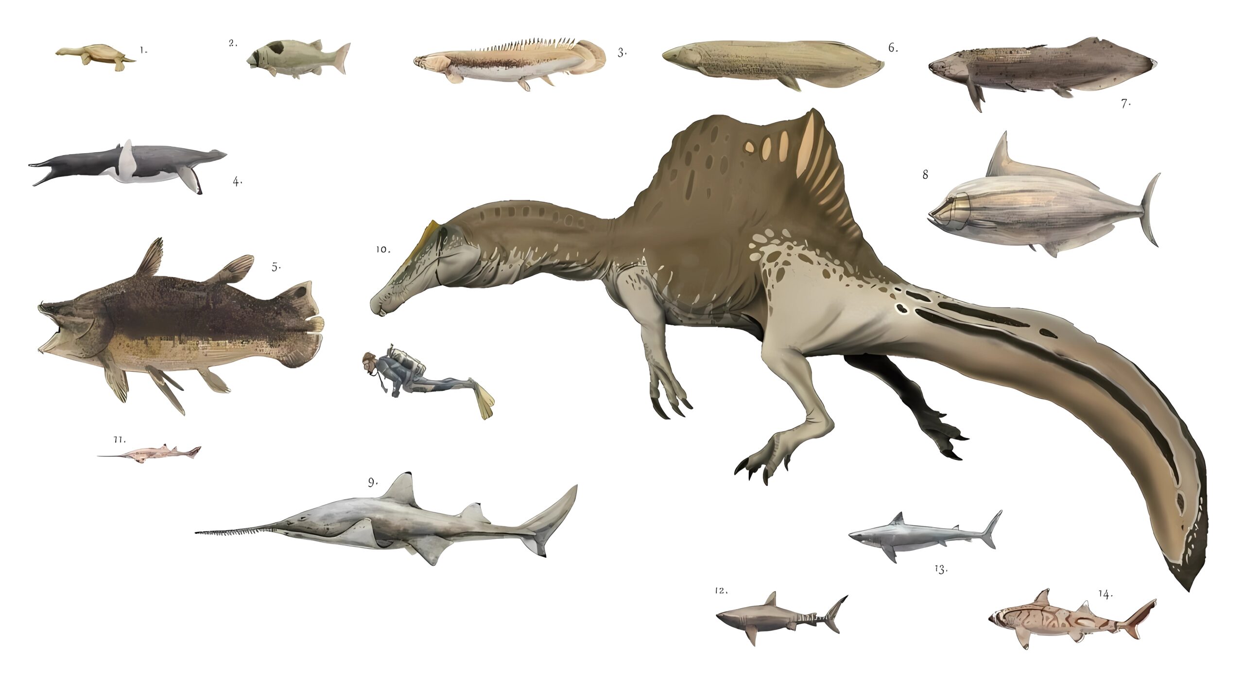 Spinosaurus: The Semi-Aquatic Scavenger (image credits: wikimedia)