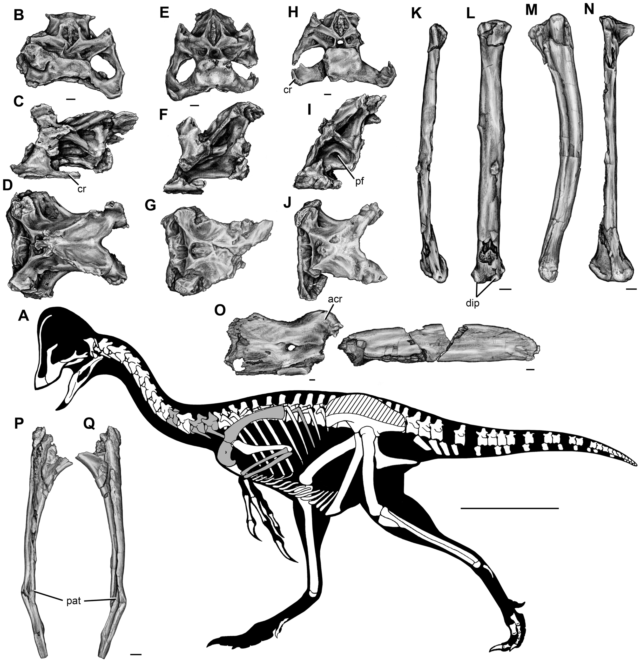 Albertosaurus: The Efficient Pack Scavenger (image credits: wikimedia)