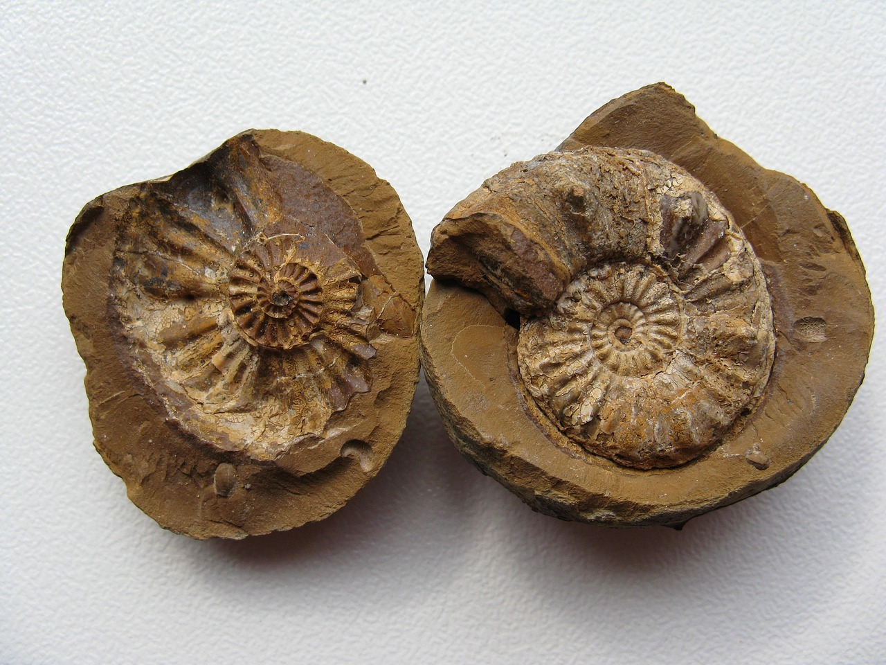 The Burgess Shale Phenomenon (image credits: pixabay)