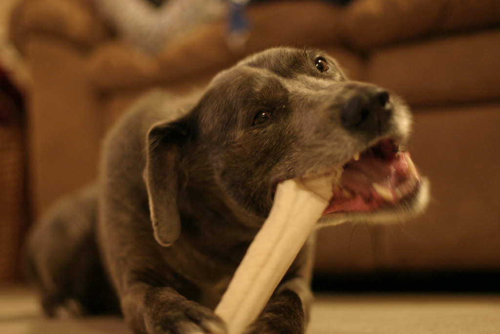 Your Neighborhood Dog: The Surprising Bone Enthusiast (image credits: flickr)