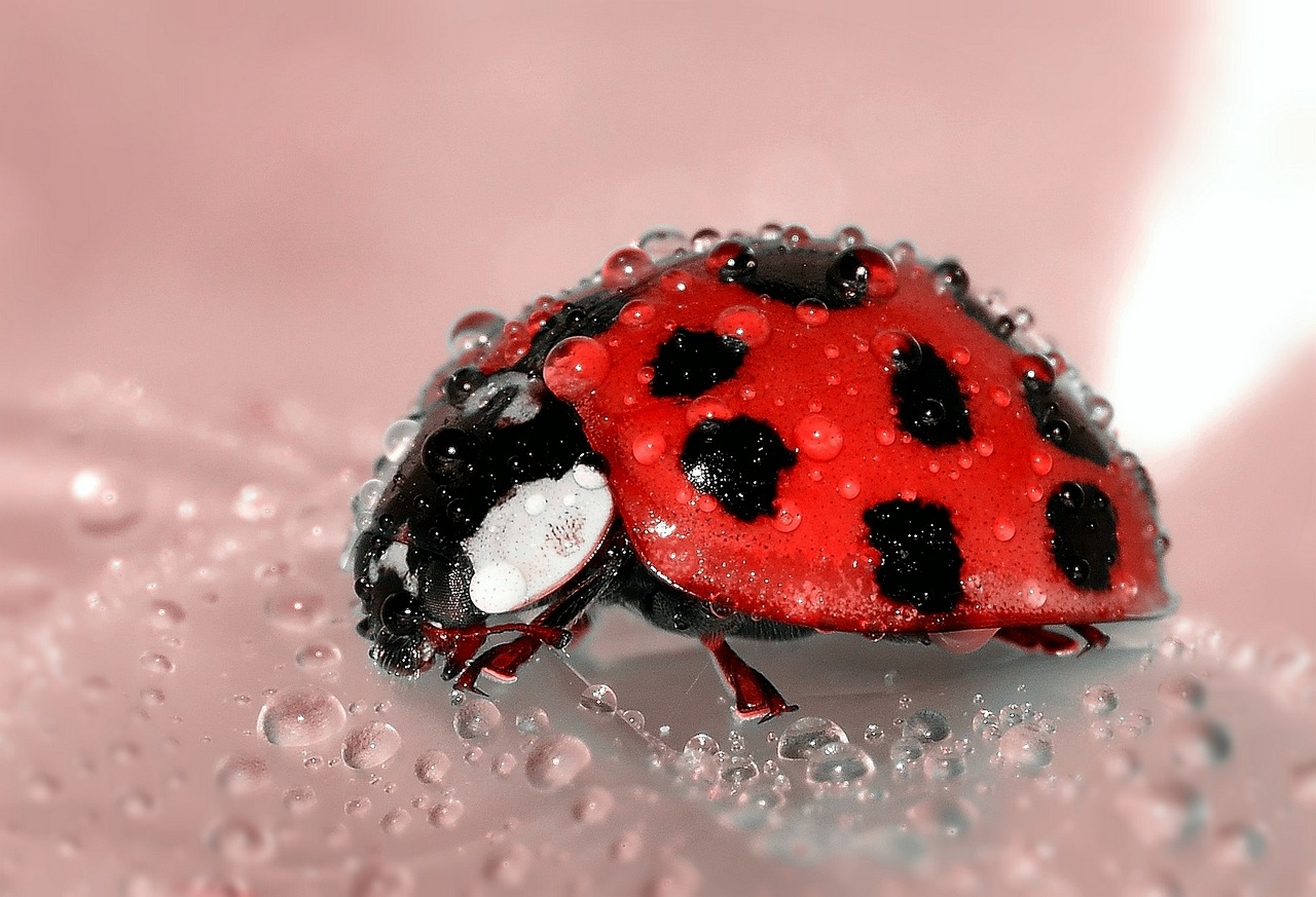 Dermestid Beetles: The Microscopic Cleanup Crew (image credits: pixabay)