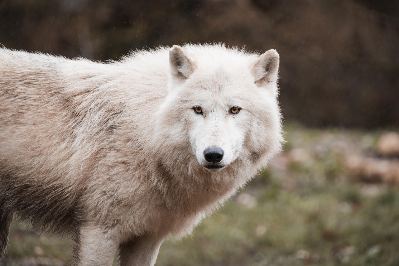 Wolves: The Pack Hunters with Bone-Crushing Power (image credits: pixabay)