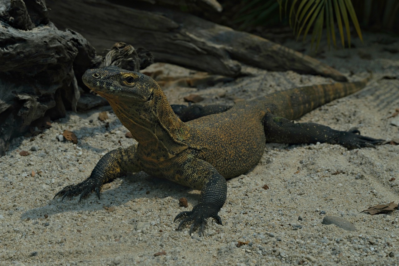 Komodo Dragons: Ancient Predators with Modern Appetites (image credits: pixabay)