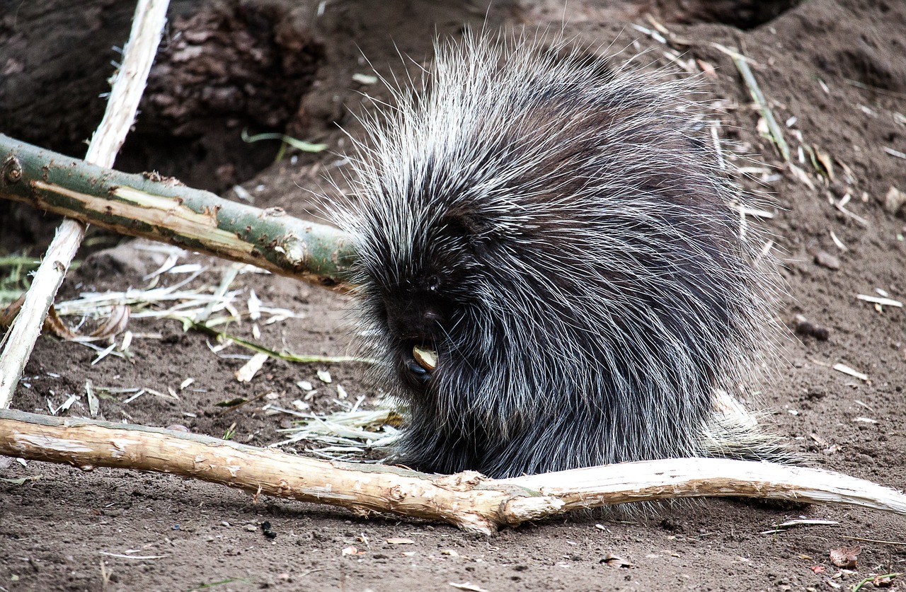 Porcupines: The Unexpected Bone Gnawers (image credits: pixabay)