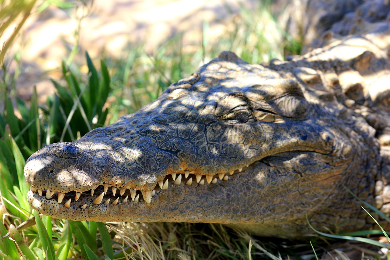 Crocodiles and Alligators: Living Fossils with Bone-Crushing Jaws (image credits: pixabay)
