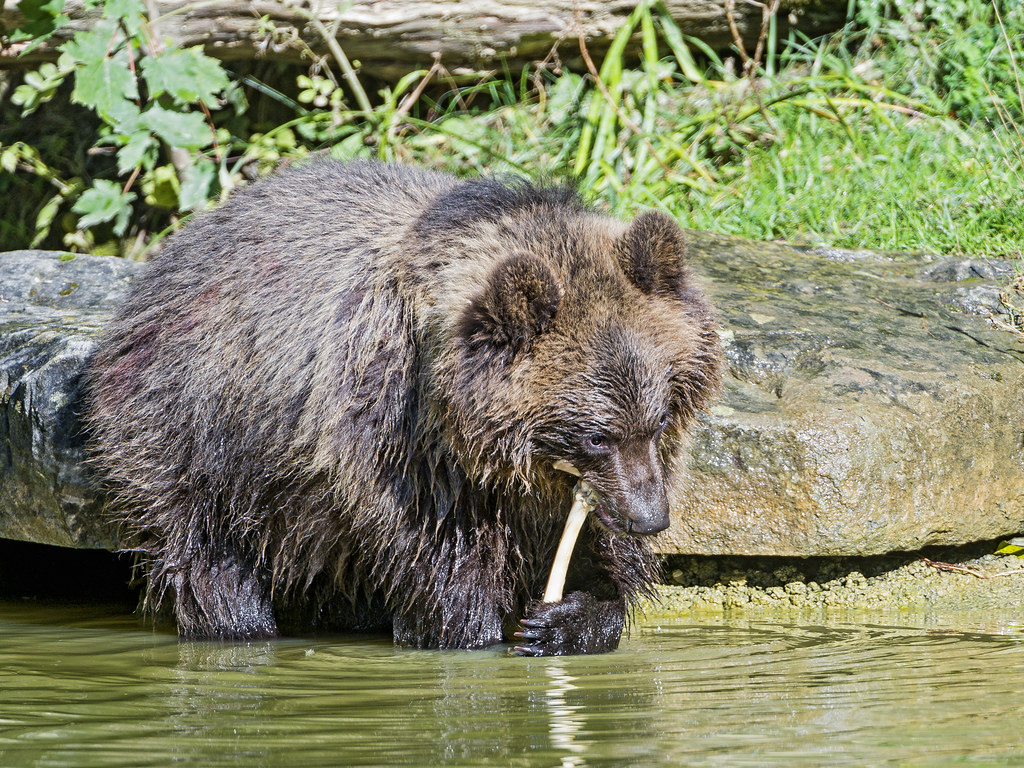 Bears: Seasonal Bone Processors (image credits: flickr)