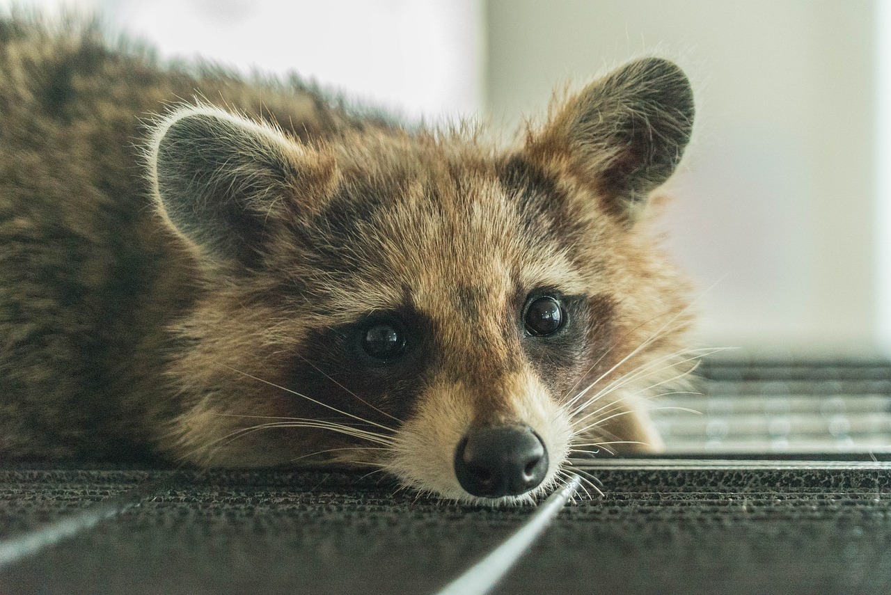 Raccoons: The Opportunistic Bone Scavengers (image credits: pixabay)