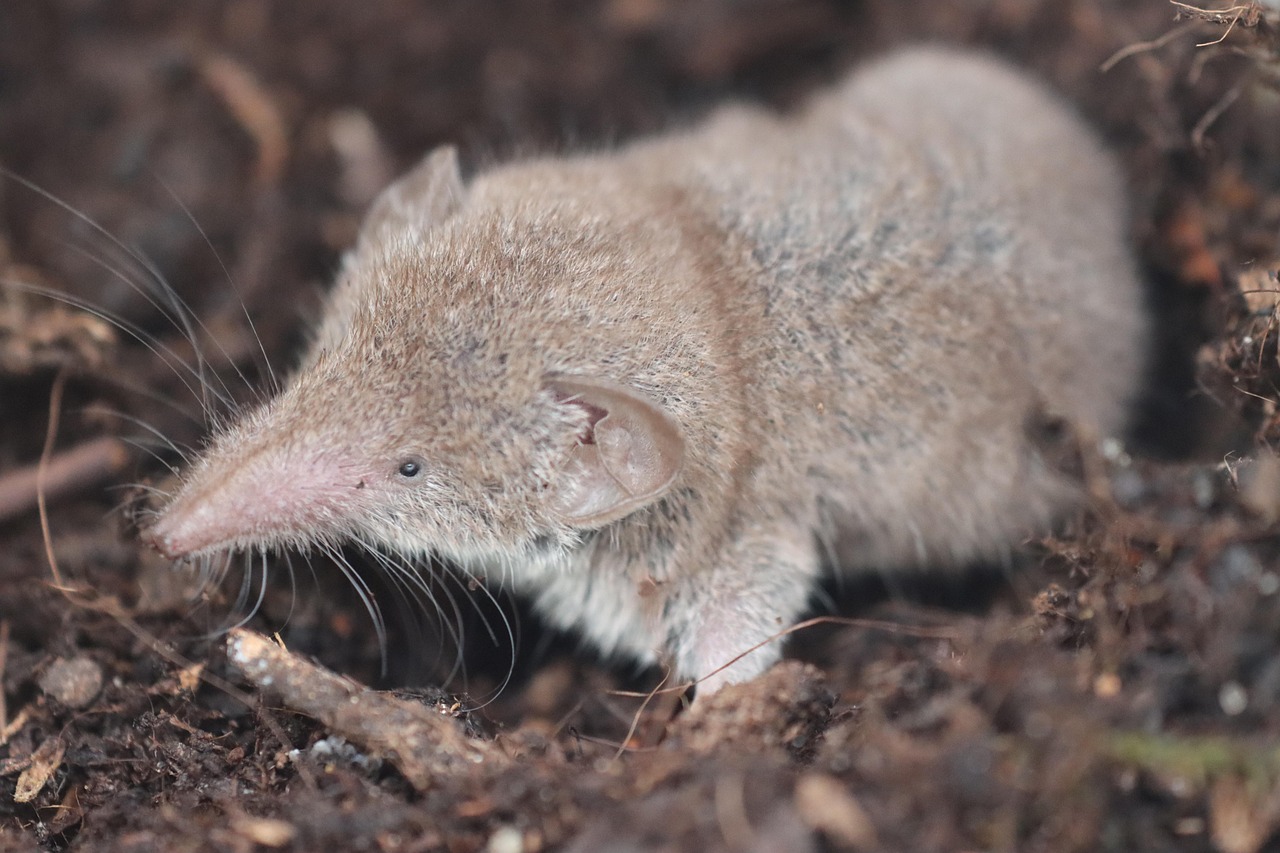 Shrews: Tiny Powerhouses with Big Appetites (image credits: pixabay)