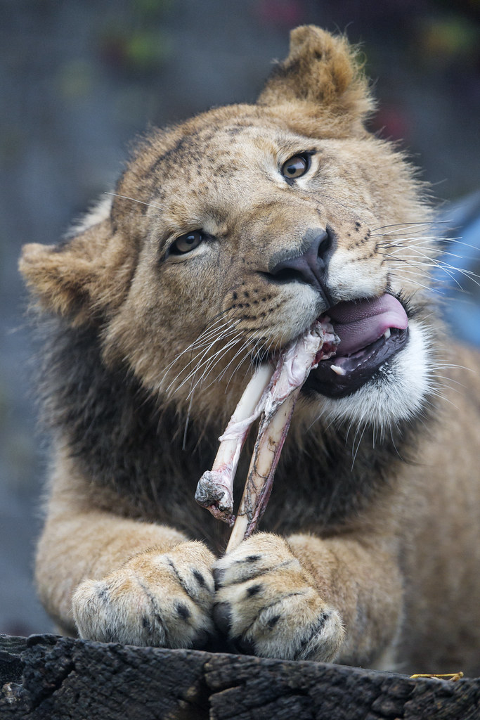 The Evolutionary Advantage of Bone Consumption (image credits: flickr)