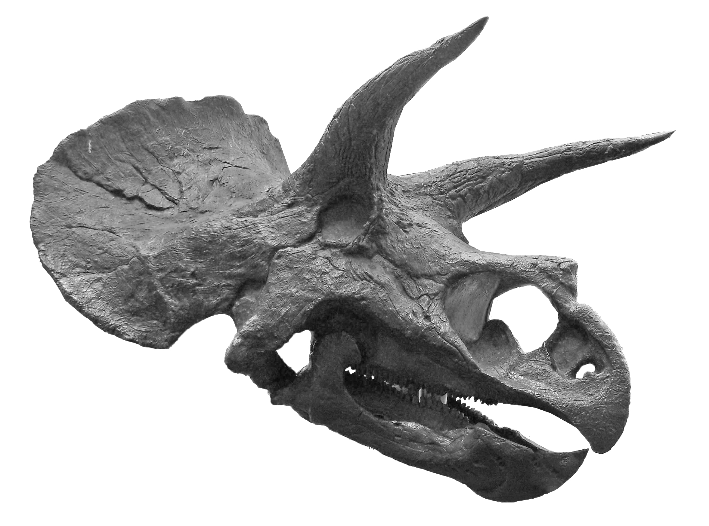 Skull Structure Clues in Triceratops (image credits: wikimedia)