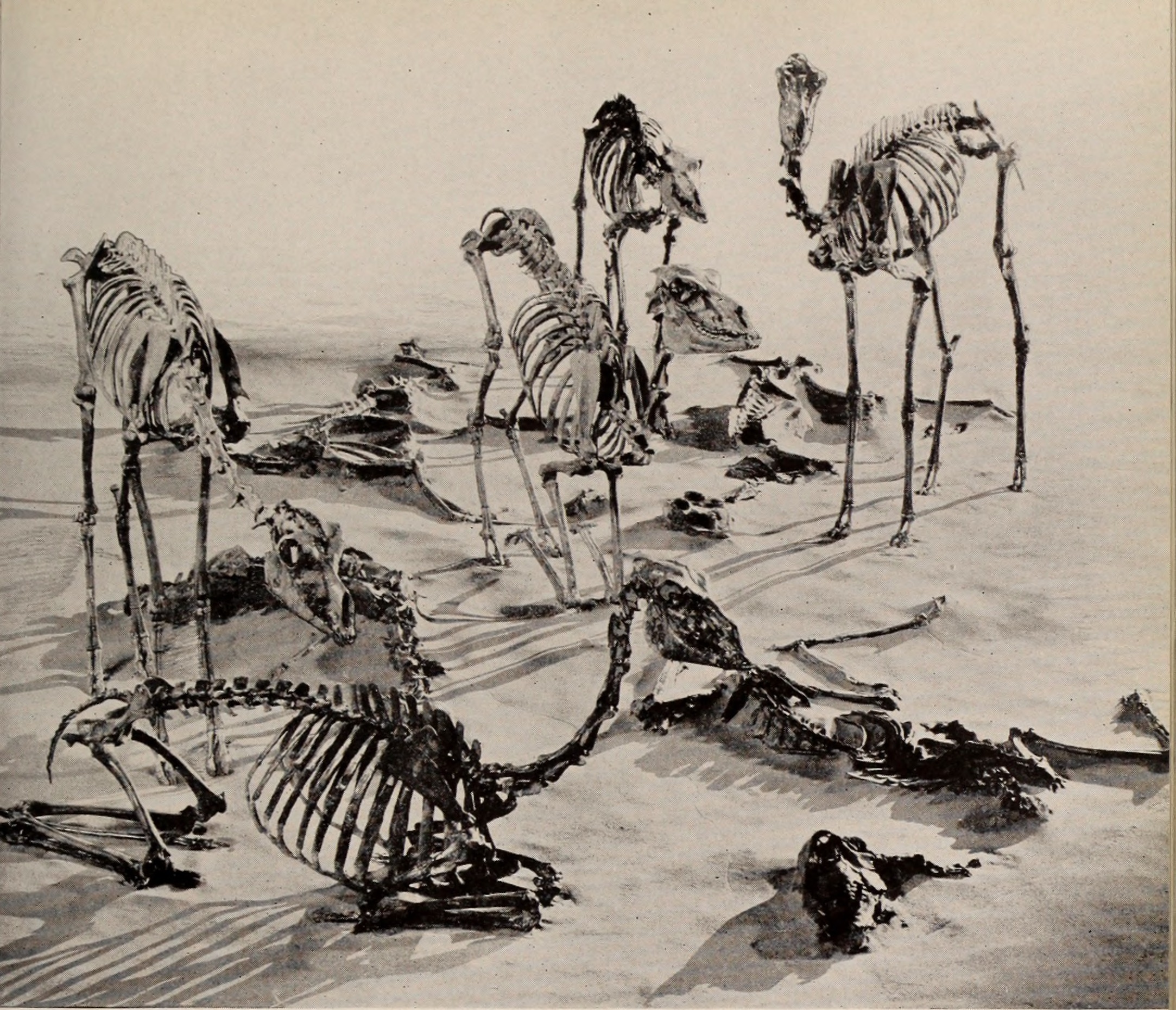 Giants in the Gallery of Evolution (image credits: wikimedia)