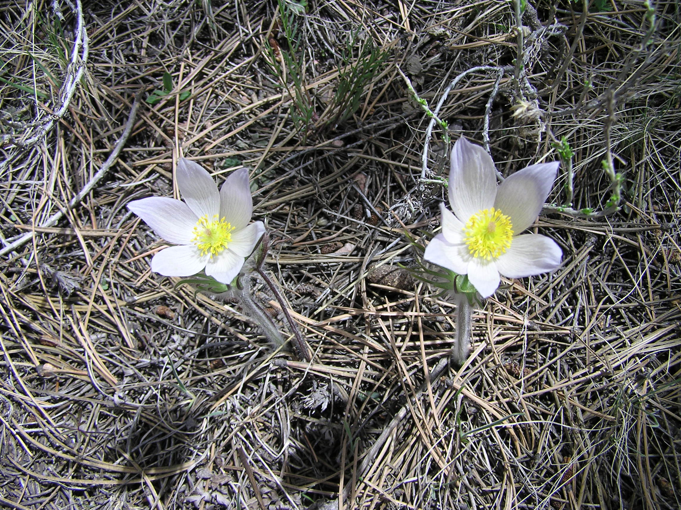 The Secret Life of Prehistoric Plants (image credits: wikimedia)