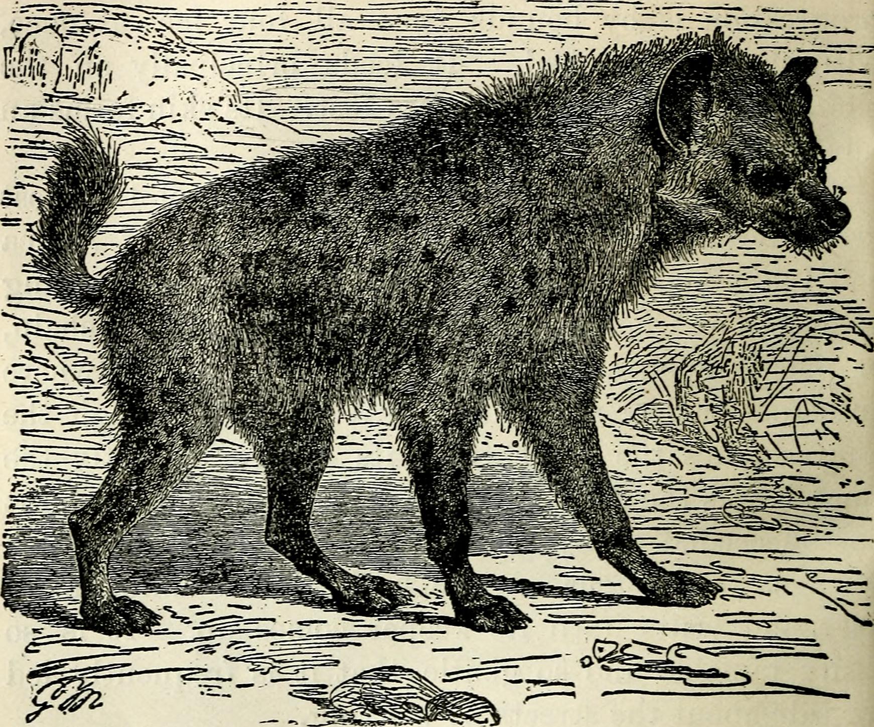 The Bone-Crushing Champions of Today (image credits: wikimedia)